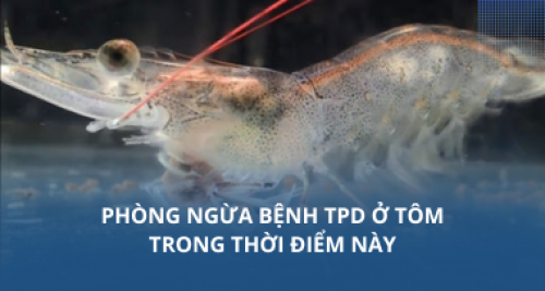 Phòng ngừa bệnh TPD ở tôm trong thời điểm này